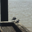 Laughing gull