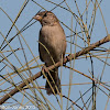 House Sparrow; Gorrión Común