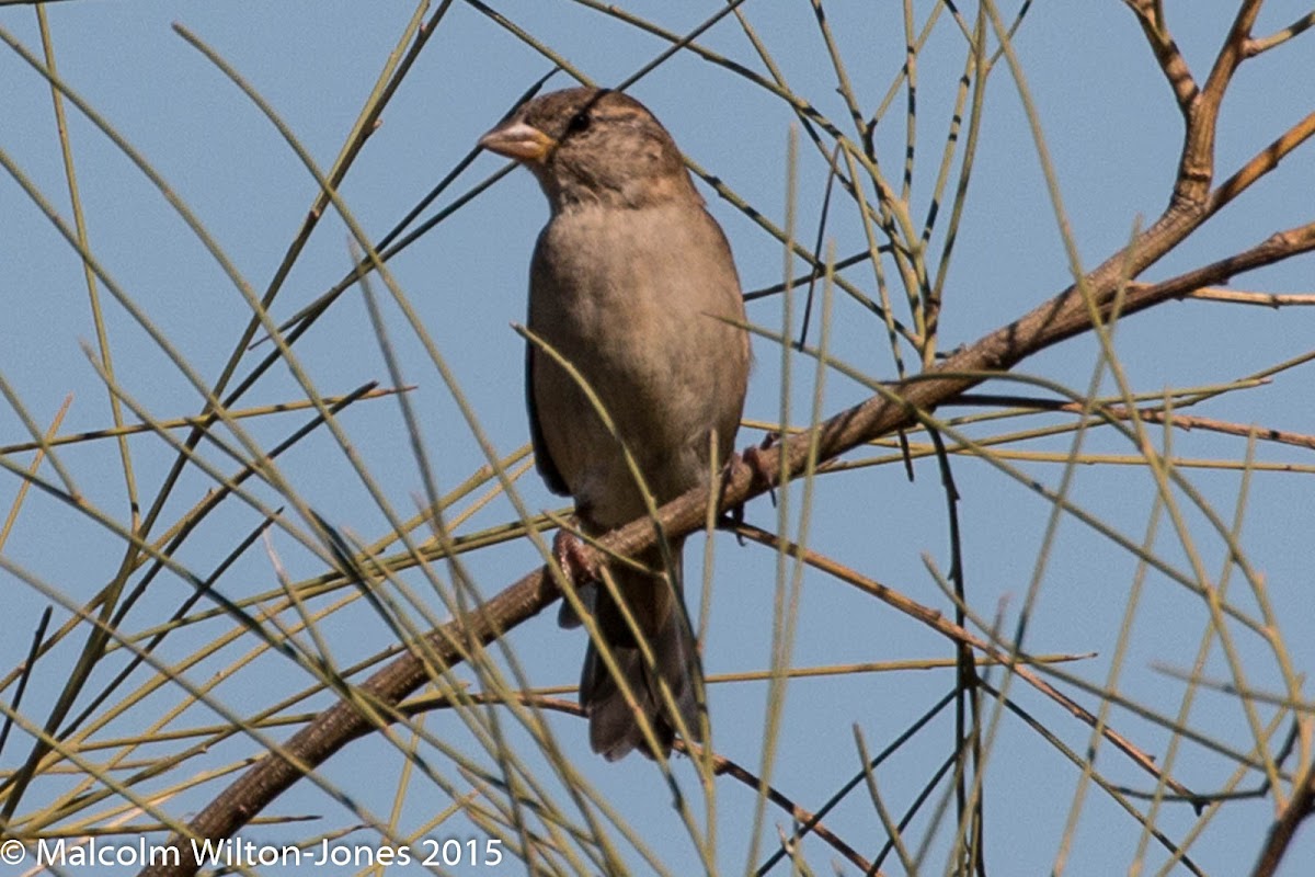 House Sparrow; Gorrión Común