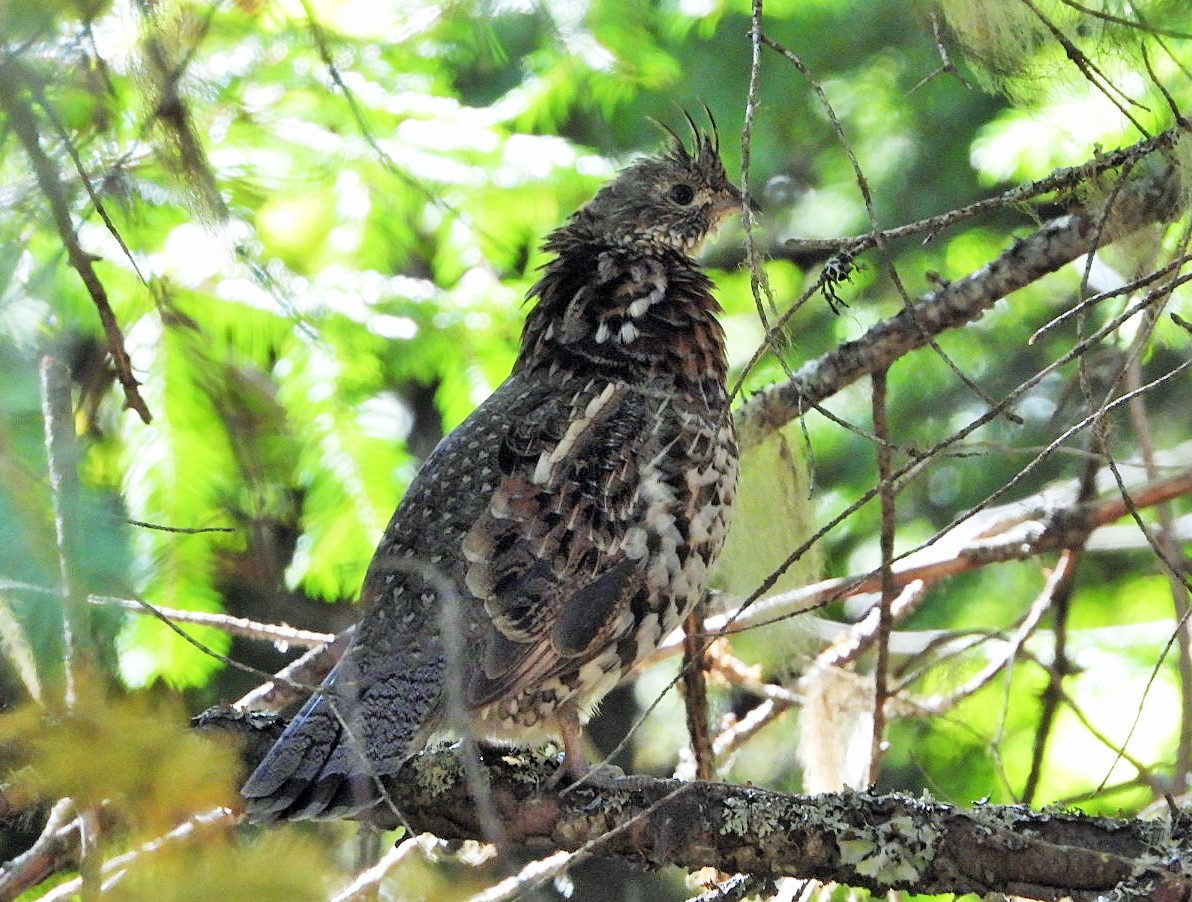 Ruffed Grouse