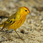 Mangrove Yellow Warbler