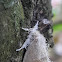 Cream Tussock Moth.