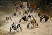 Disabled dogs in mobility aids run during a daily walk at The Man That Rescues Dogs Foundation in Chonburi, Thailand. 