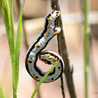 Caterpillar