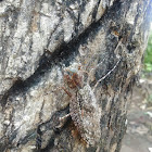 Asian Bark Mantis