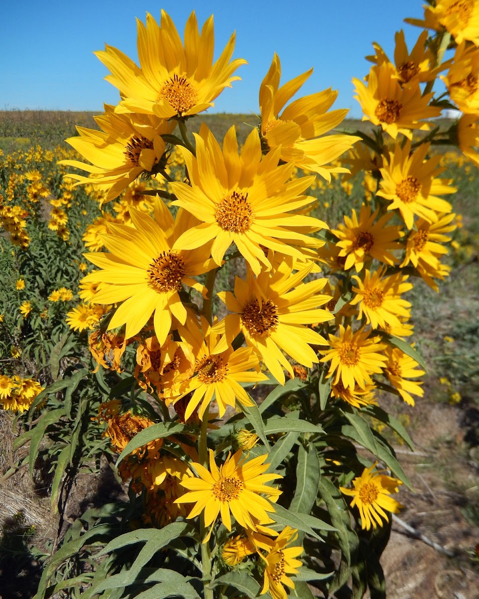 Maximillian Sunflower