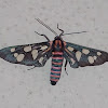 Indian Wasp moth