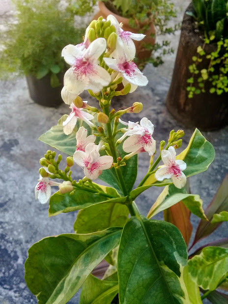 As plantas de folhagem ornamental costumam produzir flores muito discretas ou até insignificantes, mas esta não!