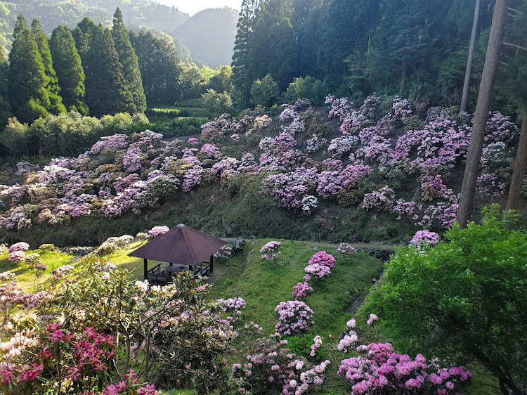デミオのドライブ・マツダ・花に関するカスタム事例の投稿画像2枚目
