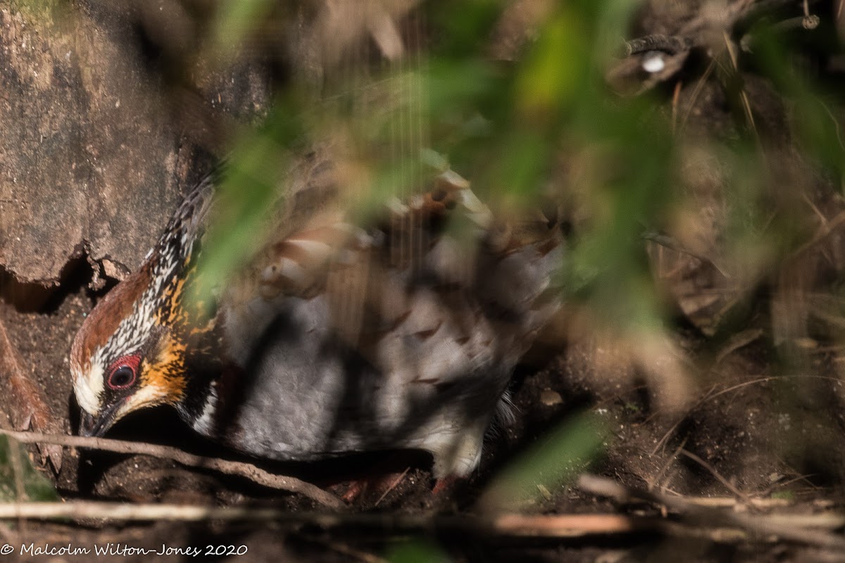 Collared Hill Partridge