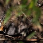 Collared Hill Partridge