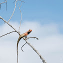 Calotes versicolor 變色樹蜥