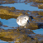 Sanderling; Correlimos Tridáctilo