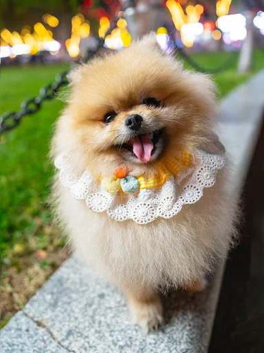 Pet Bib Cat Dog Flower Scarf Cute Dogs Saliva Towel Cat Neckerchief Pets Dress Up Supply