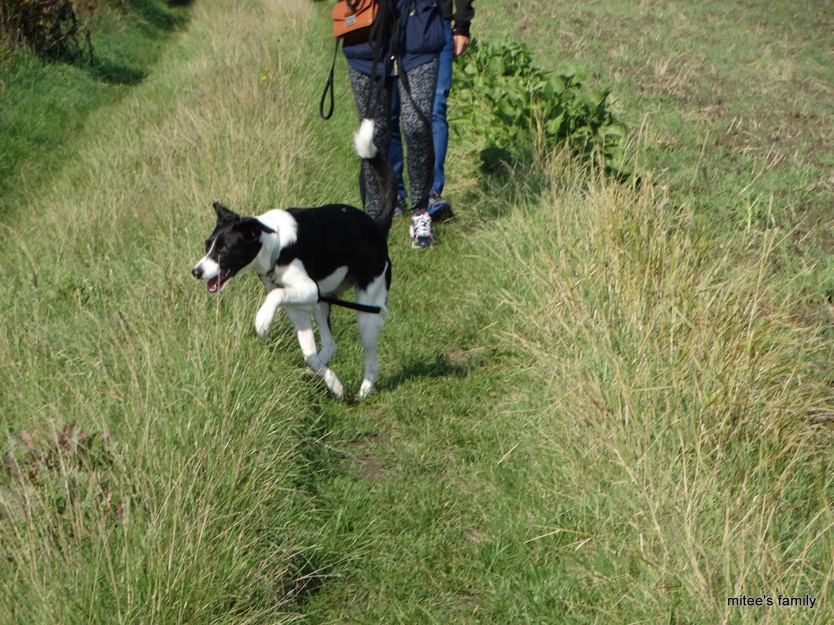  - Neva, jeune border collie ADOPTÉE   - Page 2 BkBmzGZ0ZEDBpjfyjqEFDnT9J1a8kZa-tPpknQ-pPT_WmuDErZLcFKMSiteknpyLXXtKthlcvjfDBkQ6sXc1PLK8IyZSDRJ8CpOUhgb6v3XGlm1W1fuAMDZoLaDafuEQahy7H4ji7aI1U8olXP9_ClBj3WkEbQurMEHDW0DMorKWn7pNNizWHYHCLDvAKeiF476_WU6B530xS-GOcHmZyXtV0vjFSR84KLjO-sg7i2Me2je709GkpUVPVE_Vzr36kQ_JbJs25r9v4L6bgHpn9rdyClTxzLhhKY_NbkHlCRajOjyqT0DU2paWE3_-f-ptWsMvZx7hUF4jP_z0MEAQDfMEFek7kc6NPEx3zpXC3Ibje2XtLaBFX1k94qFX8Phmtrbn7lCx2A9T4gSN0Bi-oPqVRjkj0jhgKVJ9sa4n14YVQd7vuijfRcb-z-EAuW4UtbCcBLbUZVbQdG2ybXQtVzNo0jaLfYbMISAGGpIZVVUebS__ujJvYIIVjtJOp_VevOgOsQu96DNmEavHc0PyDjZ5Thr5XAr9FyyzjP71zlolaTU5sLT6lGpaK4TL8PrqibSYtaqhl6kF94ON2S5k3PFzCJBdIbvg4iaZK-_t_hM=w1190-h892-no?pageId=102314735241138359955