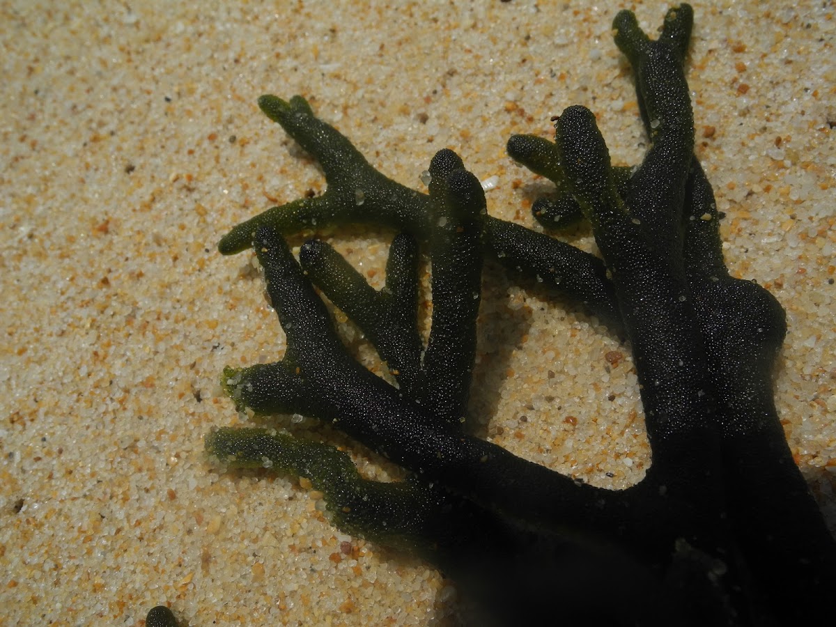 Green seaweed
