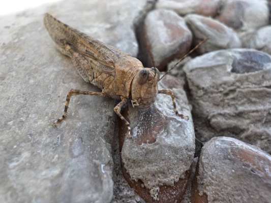 Pasture Grasshopper or  Little Pasture Locust