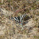 Zebra Swallowtail