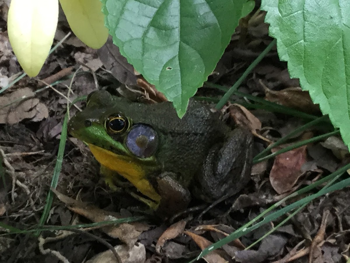 American bullfrog