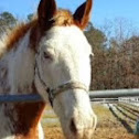 Horse (American quarter horse)