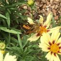 Byssus Skipper