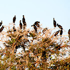 African Openbill