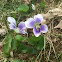 American field pansy