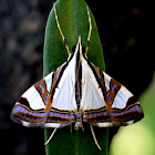 Crambid Moth