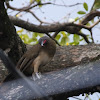 Rufous-vented chachalaca