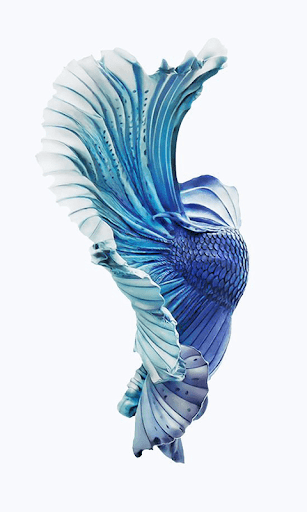Betta Fish HD Wallpaper Background