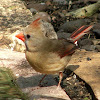 Northern Cardinal, female