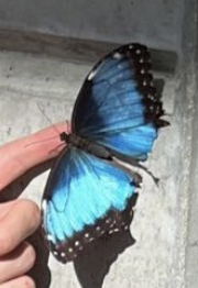 Blue Morpho