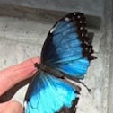 Blue Morpho