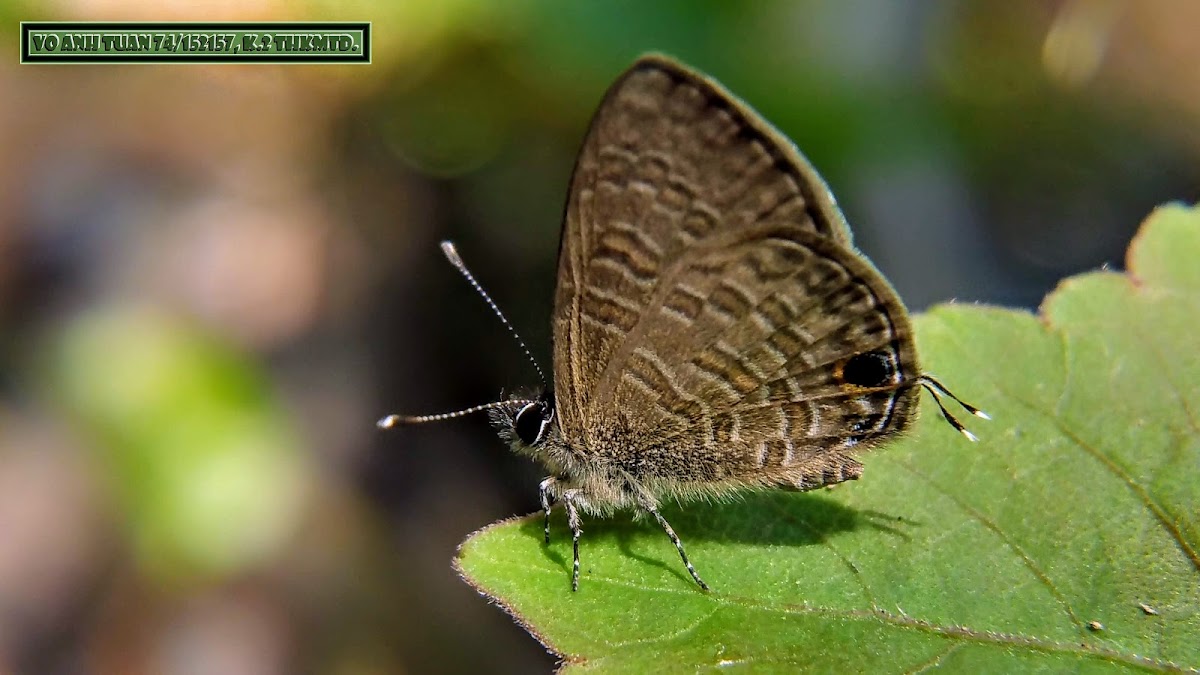 Common lineblue