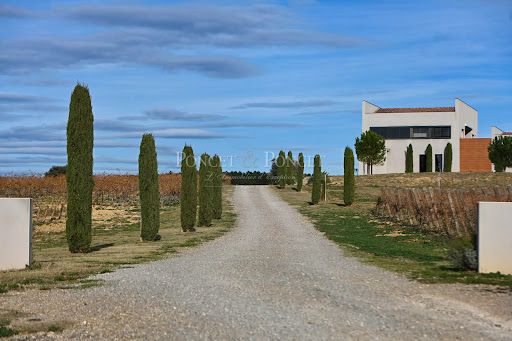 Vignoble 3