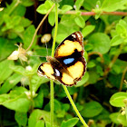 The yellow pansy-Male