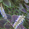 Coleus