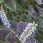 Coleus