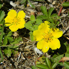 European cinquefoil (Πεντάφυλλο το Έρπον)