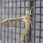 Small Minnow Mayfly