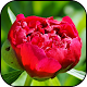 Peony wallpapers Install on Windows