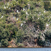 Great white egrets roosting (with blue heron)