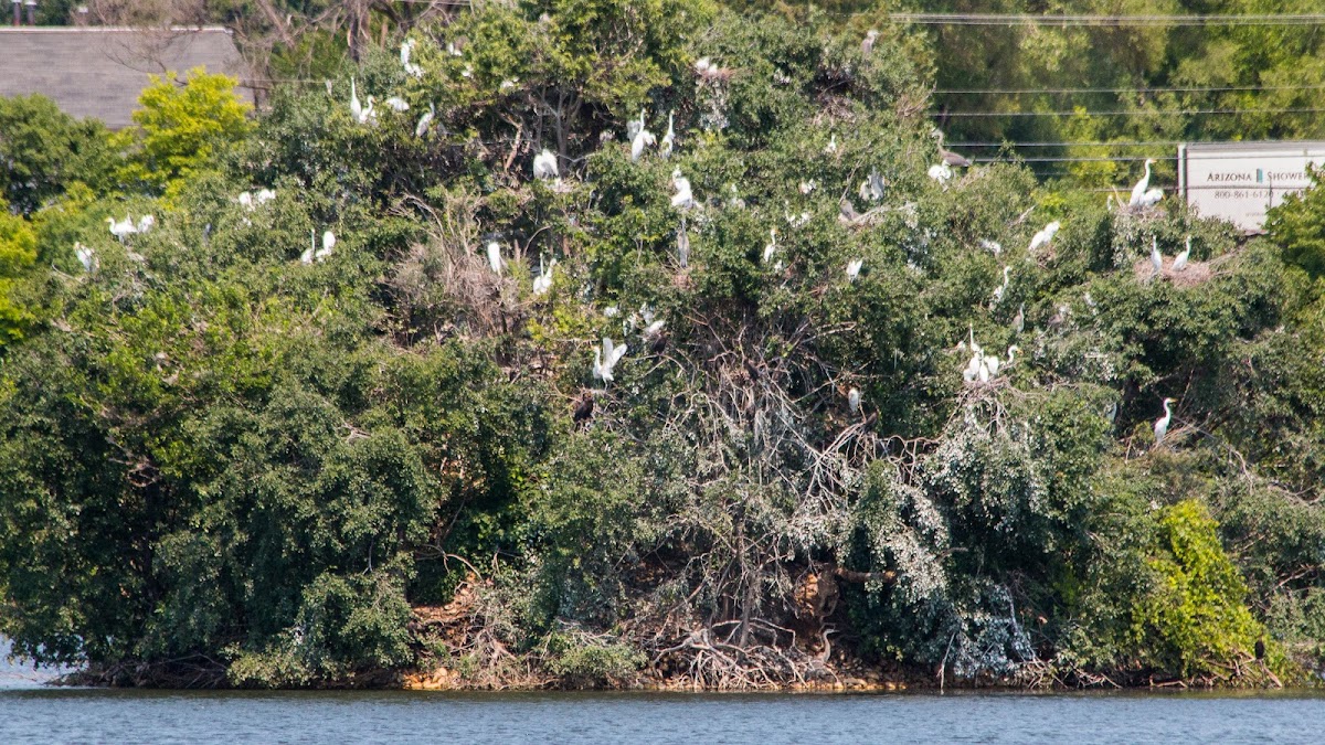 Great white egrets roosting (with blue heron)