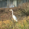 Great Egret