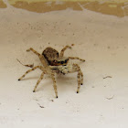 Jumping spider