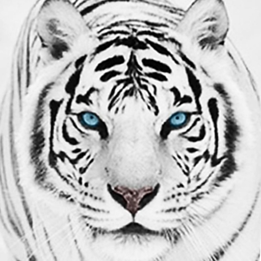 White Tiger Wallpaper Hd Google Play Review Aso Revenue Downloads Appfollow
