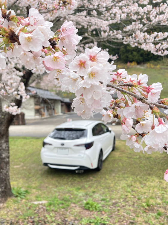 カローラツーリングのサクラと愛車・ドライブ・#カローラツーリング・カローラ乗りの方と繋がりたいに関するカスタム事例の投稿画像3枚目