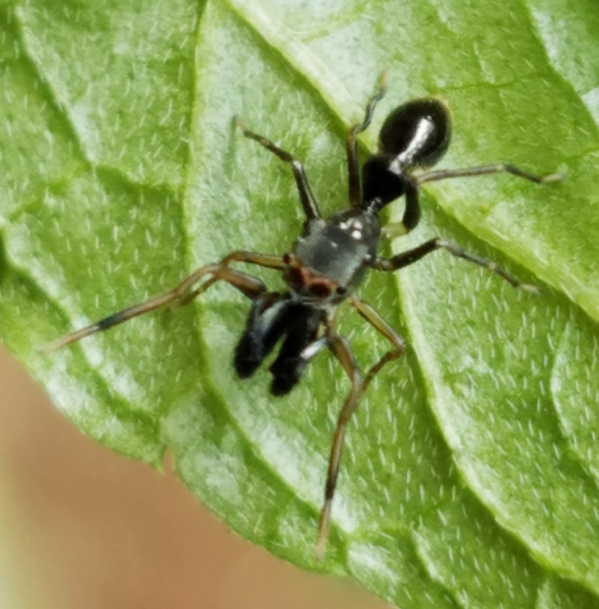 Ant mimicking jumping spider