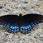 Red-Spotted Purple