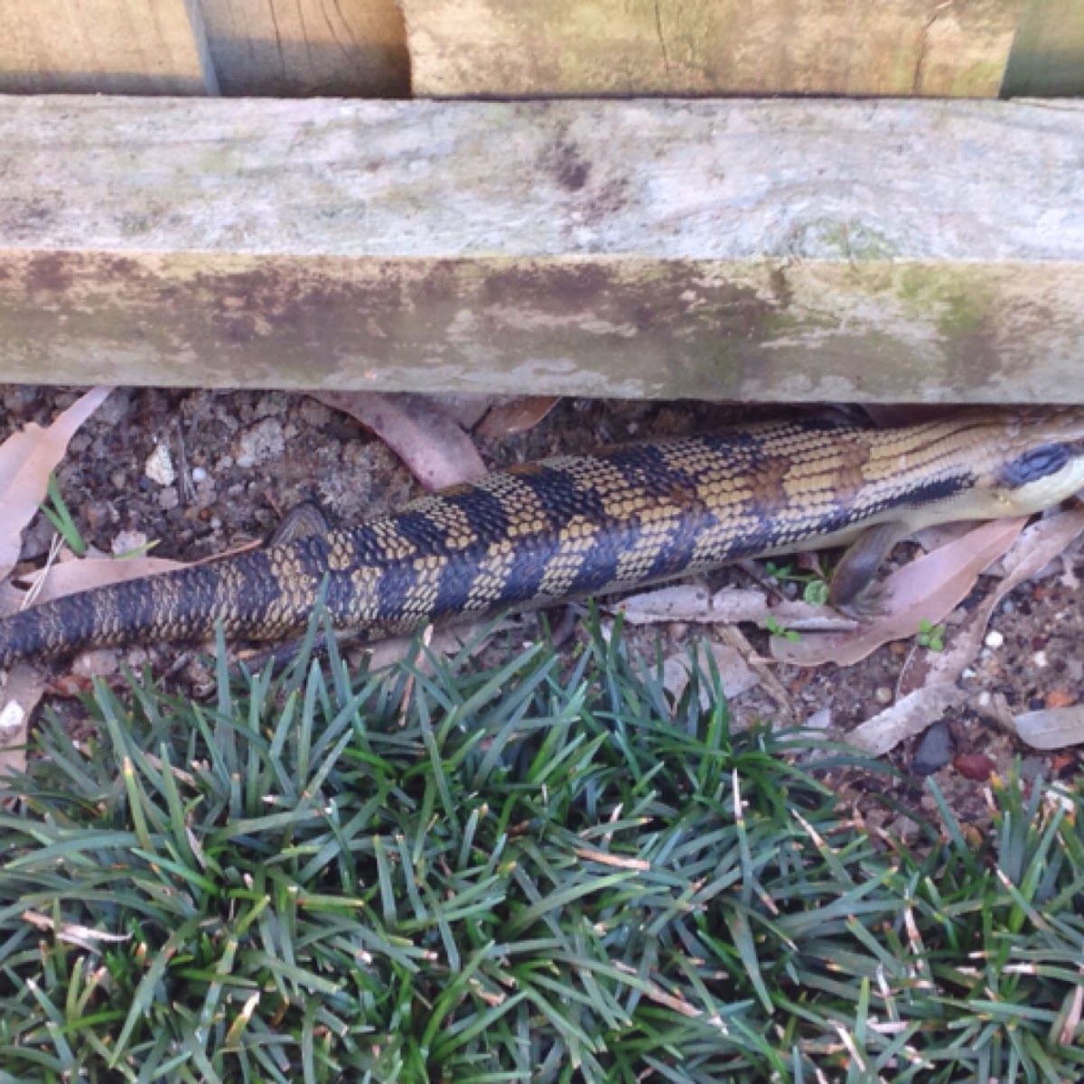 Blue Tongue Lizard